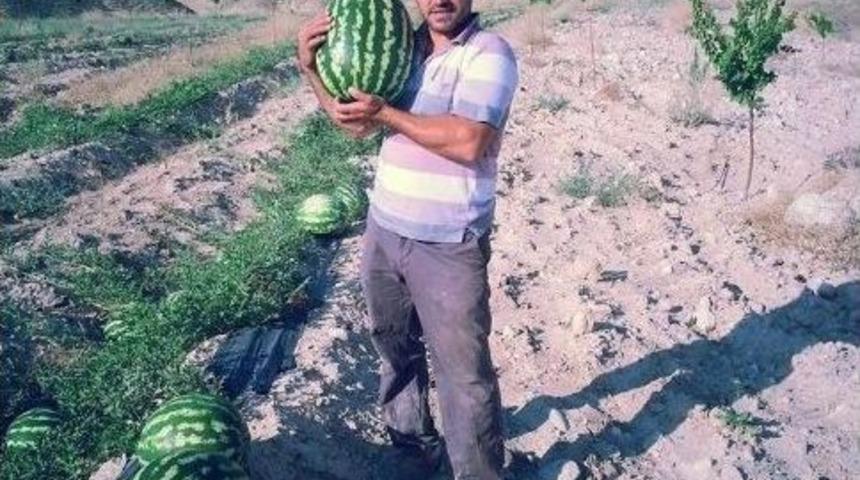 Ge&ccedil;imlerini Karpuzdan Sağlıyorlar