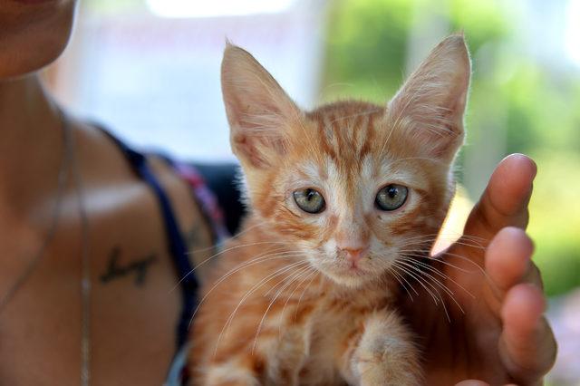 Adana'da gönüllüler kedi parkı kurdu