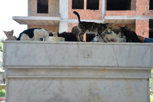 Adana'da gönüllüler kedi parkı kurdu