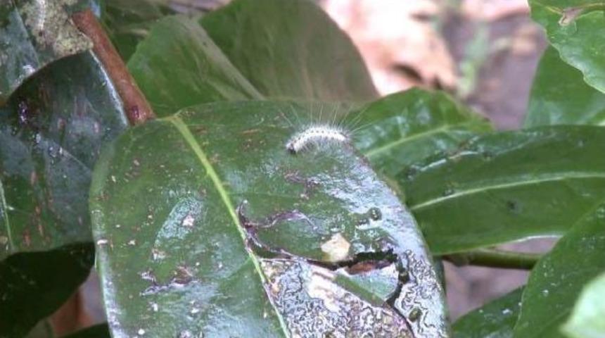 İstanbul Yeşiline Ikinci Tehdit... Uzun Antenli'den Sonra Şimdi De Zehirli Tırtıl