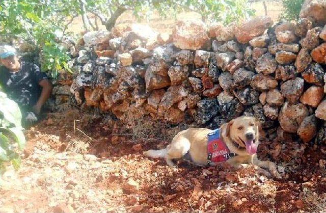 Kayıp Zihinsel Engelli Kadını Iz Takip Köpeği Buldu