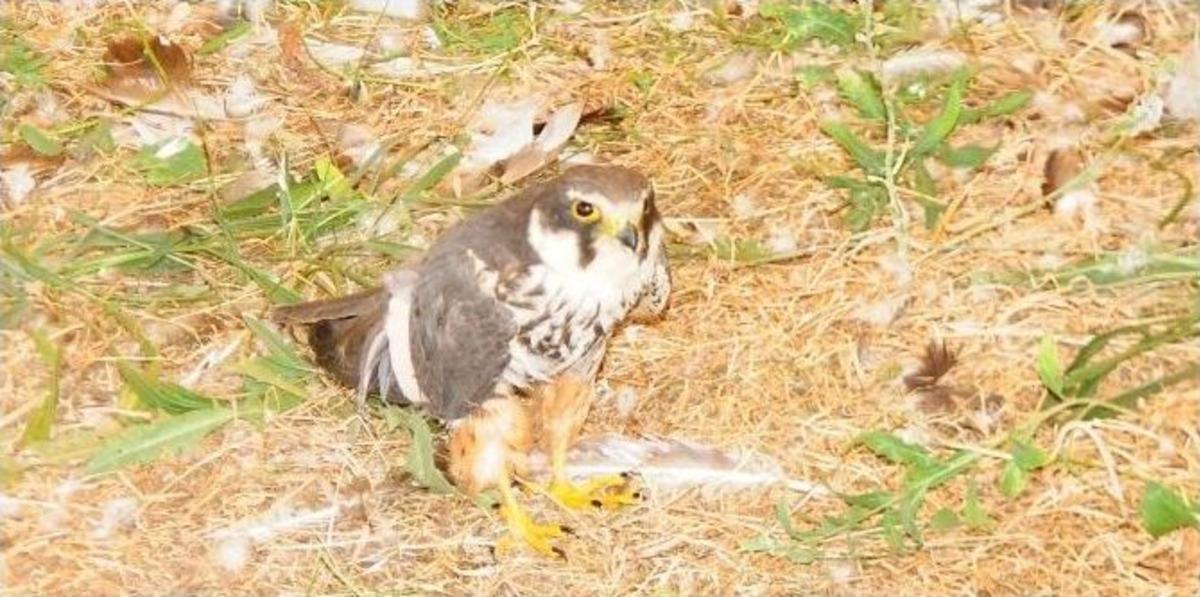Yaralı Kuşlar Yeniden Doğaya Kanat &Ccedil;ıpttı