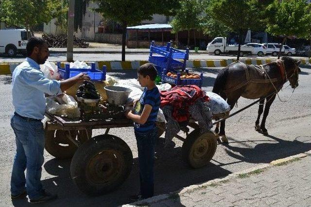 Ürün Pazarlamasına At Arabalı Çözüm