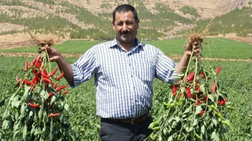 Biber Tohumlarından Y&uuml;ksek Verim