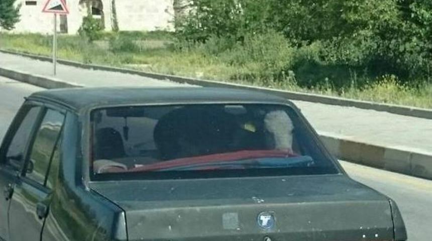 Buzağının Vıp Yolculuğu