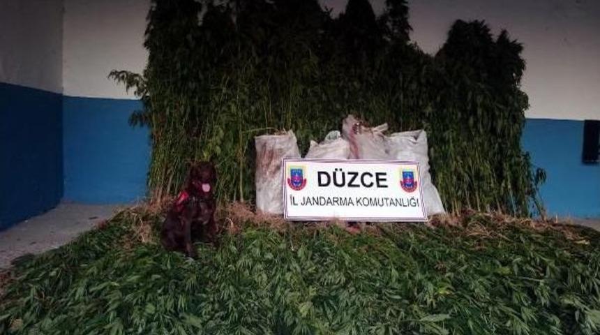 D&uuml;zce'de 5 K&ouml;yde Uyuşturucu Operasyonu