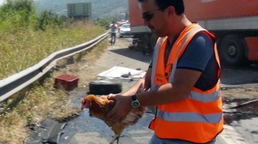 Tır Emniyet Şeridindeki Tavuk Y&uuml;kl&uuml; Kamyonete &Ccedil;arptı, Onlarca Tavuk Tem'e Sa&ccedil;ıldı.