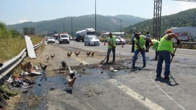 Tır Emniyet Şeridindeki Tavuk Yüklü Kamyonete Çarptı, Onlarca Tavuk Tem'e Saçıldı.