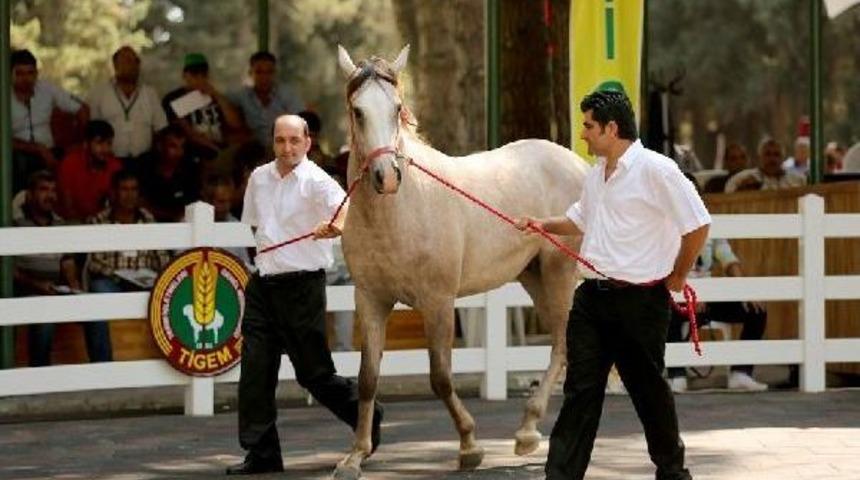 &lsquo;Umurşah&rsquo;, 230 Bin Liraya Satıldı