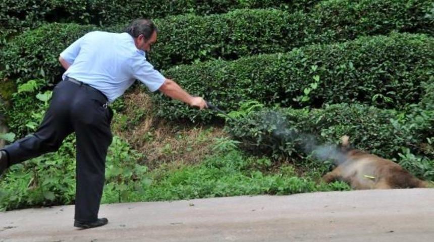 G&uuml;neysu&rsquo;Da Yaralı Ayı Paniği (2)