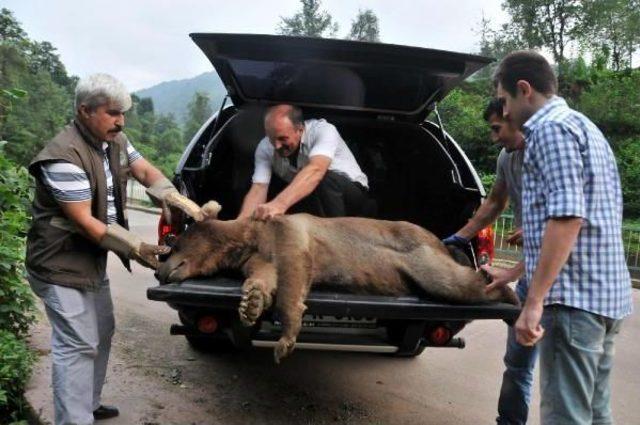 Güneysu’Da Yaralı Ayı Paniği (2)