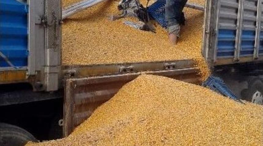 Kepek Ve Mısır Arası 55 Bin Paket Ka&ccedil;ak Sigara