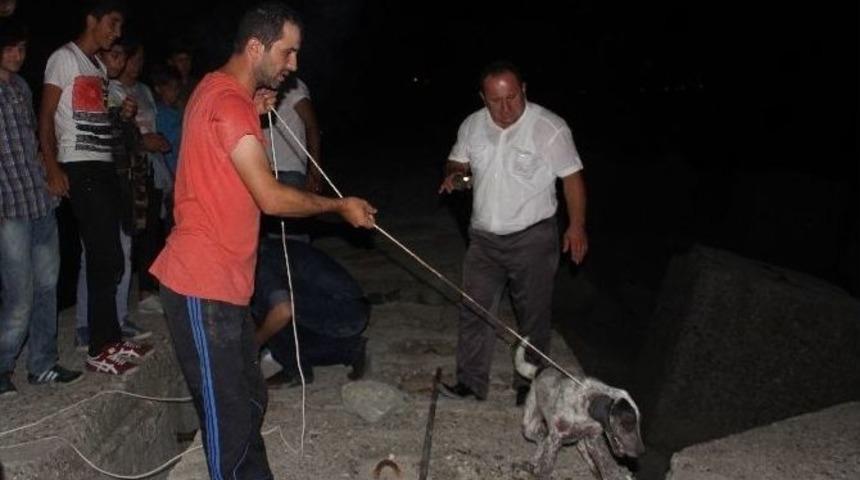 Beton Bloklar Arasına Sıkışan K&ouml;pek İ&ccedil;in Seferber Oldular