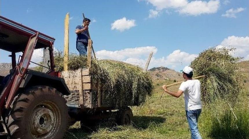 G&uuml;m&uuml;şhane&rsquo;de Hasat Mevsimi Son G&uuml;nlerini Yaşıyor