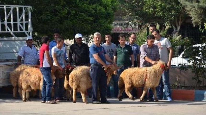 Kilis'te 55 Besiciye 335 Ko&ccedil; Dağıtıldı