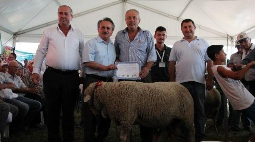 En G&uuml;zel &rsquo;ko&ccedil;&rsquo;lar Altını Aldı