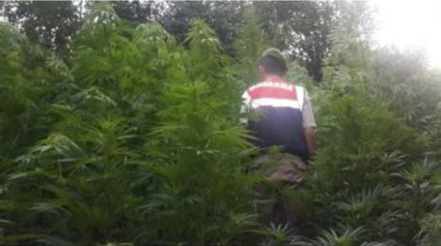 Ormanda Uyuşturucu Operasyonu