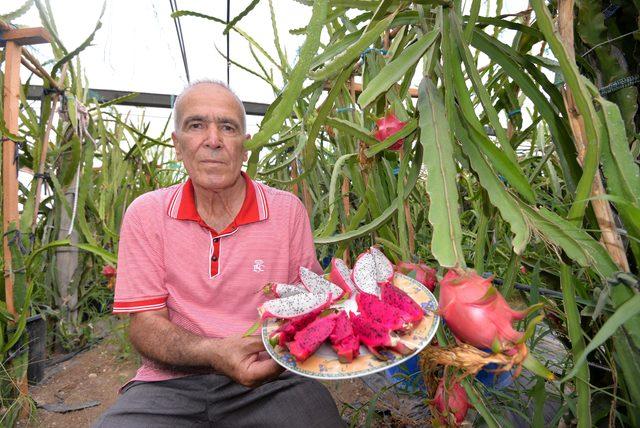 Mersinli çiftçi 'ejder meyvesi' ile Avrupa pazarına hakim olmak istiyor