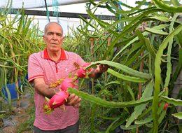Mersinli çiftçi 'ejder meyvesi' ile Avrupa pazarına hakim olmak istiyor