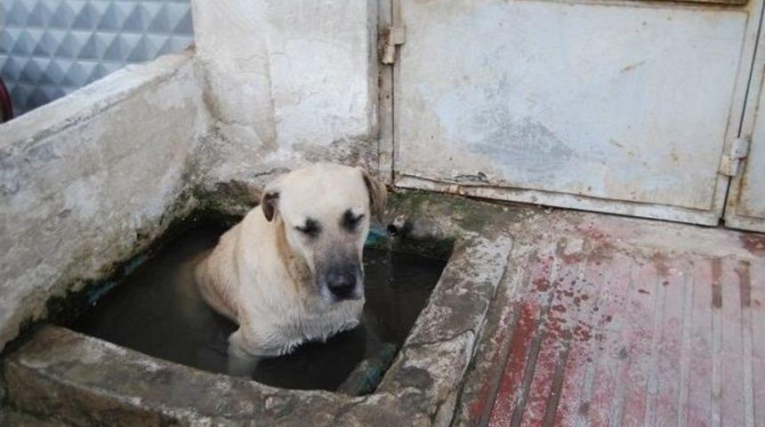 Sıcaktan Bunalan K&ouml;pek &Ccedil;eşme Yalağında Serinledi
