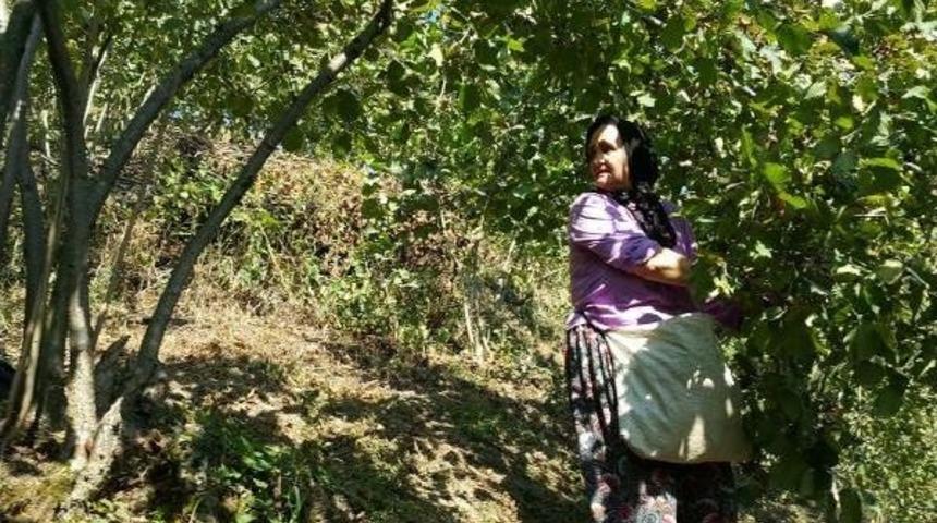 Fındık &Uuml;reticisi 15 Liranın &Uuml;zerinde Fiyat Bekliyor