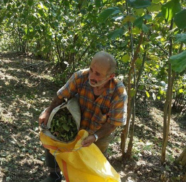 Fındık &Uuml;reticisi 15 Liranın &Uuml;zerinde Fiyat Bekliyor 1