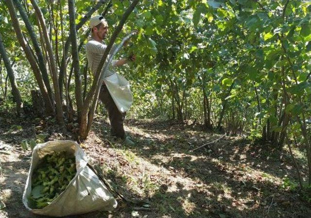 Fındık &Uuml;reticisi 15 Liranın &Uuml;zerinde Fiyat Bekliyor 2
