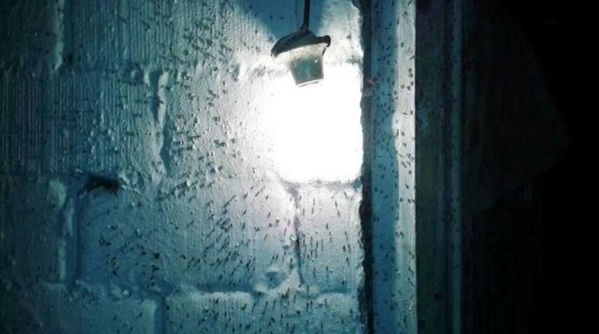 Dilek Mahallesi&rsquo;nde Sivrisinek &Ccedil;ilesi