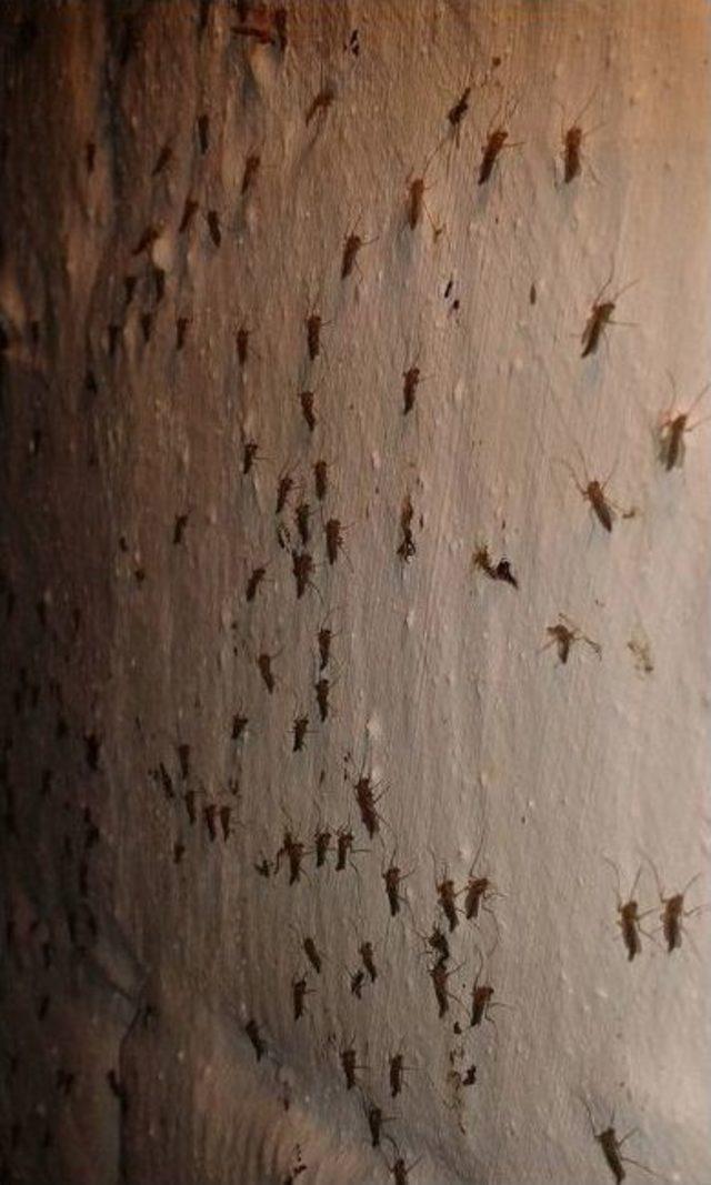 Dilek Mahallesi&rsquo;nde Sivrisinek &Ccedil;ilesi 1