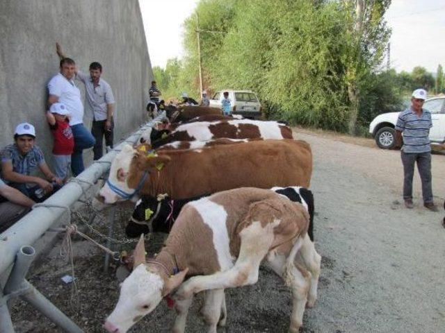 Hisarcık'ta Buzağılar Görücüye Çıktı