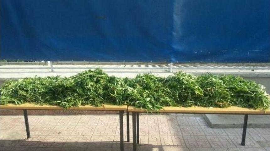 Bayındır&rsquo;da 12 Kilo Esrar Ele Ge&ccedil;irildi
