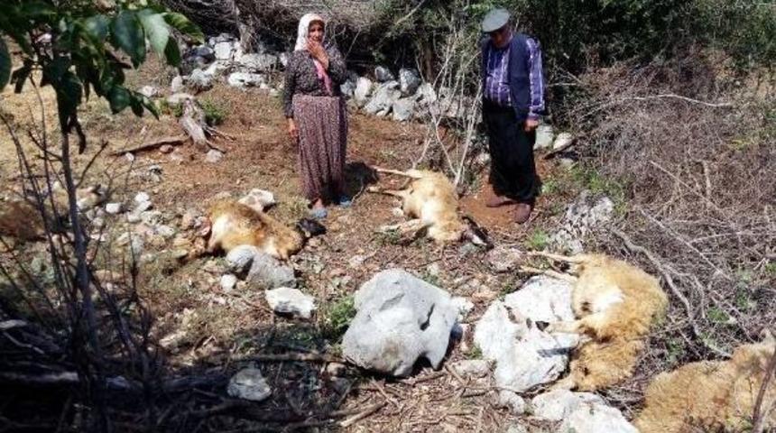 Kurtlar 25 Koyunu Telef Etti
