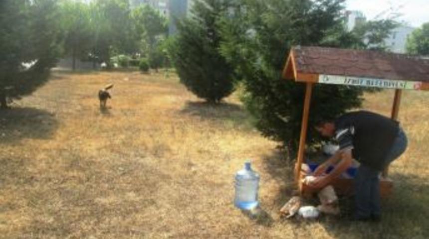 İzmit&rsquo;te Sokak Hayvanları İ&ccedil;in Kabinler Yapıldı