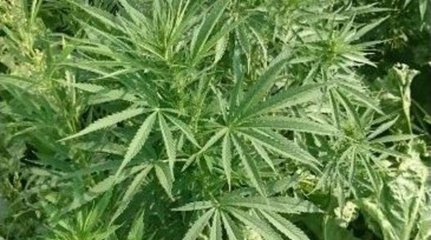 Jandarma Uyuşturucu Tacirlerine G&ouml;z A&ccedil;tırmıyor