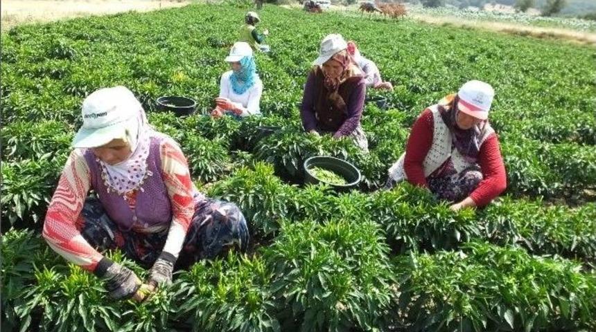 Turşuluk Acı Biber &Ccedil;ift&ccedil;ileri Sevindirdi