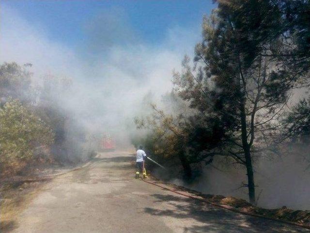 Orman Yangını Büyümeden Söndürüldü