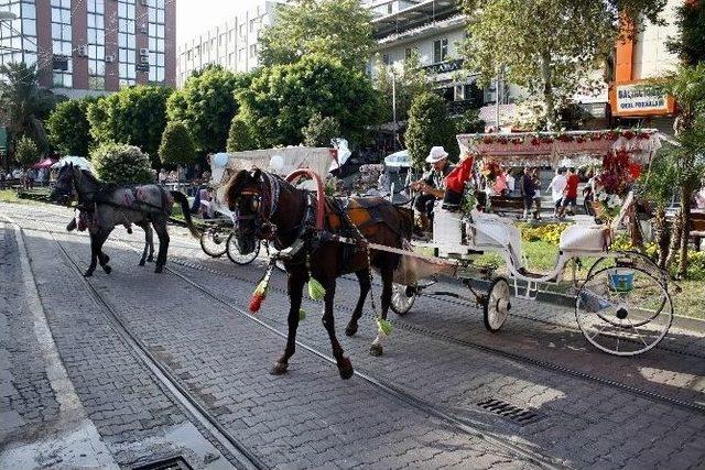 Faytona Binme Atlar &Ouml;l&uuml;yor Eylemi 1