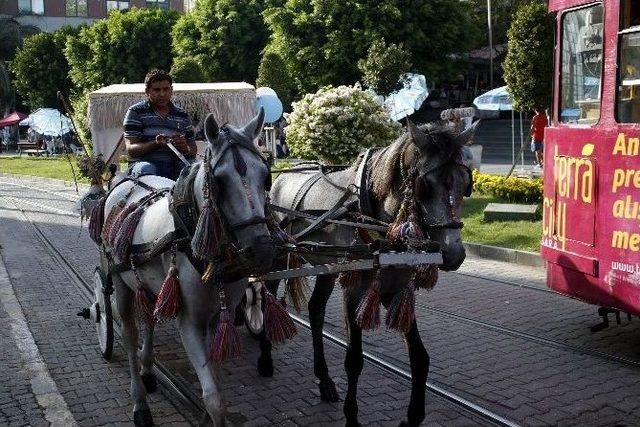 Faytona Binme Atlar &Ouml;l&uuml;yor Eylemi 2