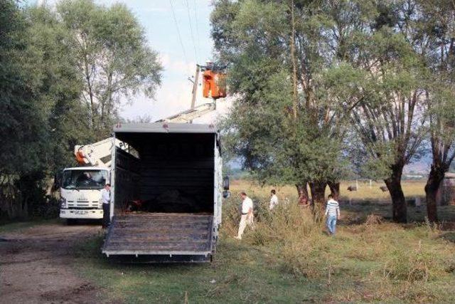 Kopan Elektrik Telleri 4 Ineği Telef Etti