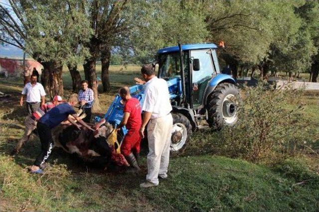 Kopan Elektrik Telleri 4 Ineği Telef Etti