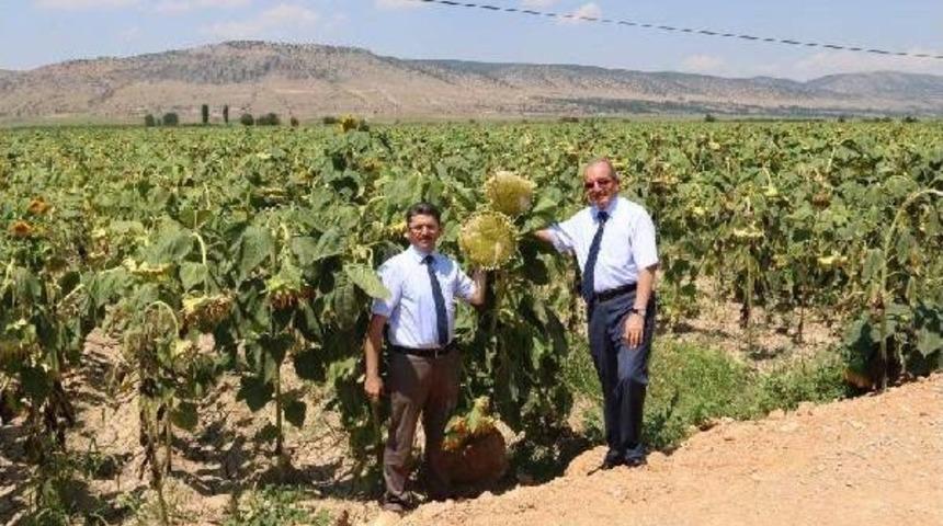 Denizli, Çerezlik Ayçiçeği Üretiminde Zirveye Çıktı
