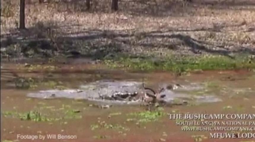Timsahların i&ccedil;inden inanılmaz bir şekilde kurtuldu