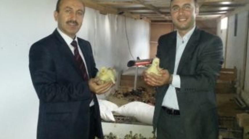 Kars&rsquo;ta Kaz Yetiştiriciliği Destekleniyor