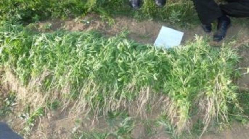 Bayburt&rsquo;ta Ka&ccedil;ak Hint Keneviri Ele Ge&ccedil;irildi