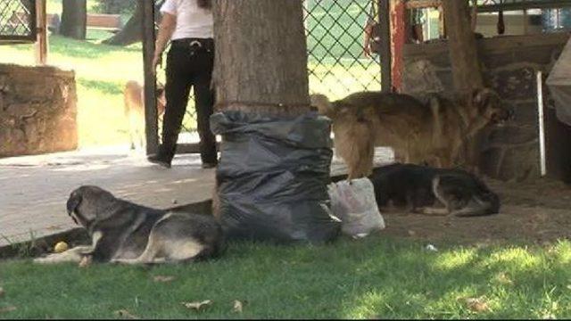 Köpekten Kaçtı, Taksi Çarptı