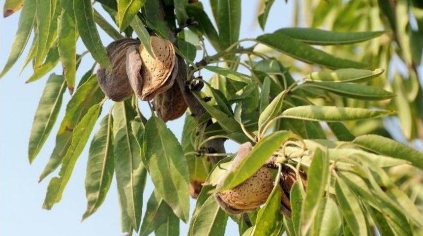 Ceyhan&rsquo;da Badem Hasadı Başladı