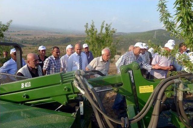 Ceyhan’da Badem Hasadı Başladı