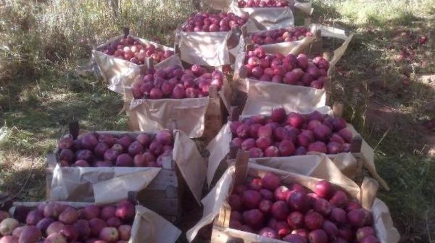 Niğde'de Erkenci Elma Hasadı Başladı