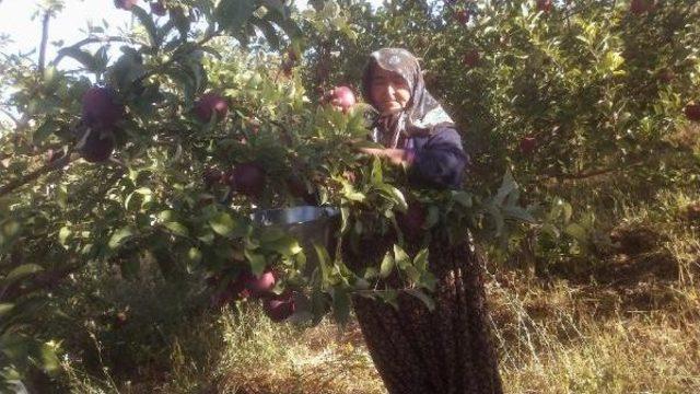 Niğde'de Erkenci Elma Hasadı Başladı