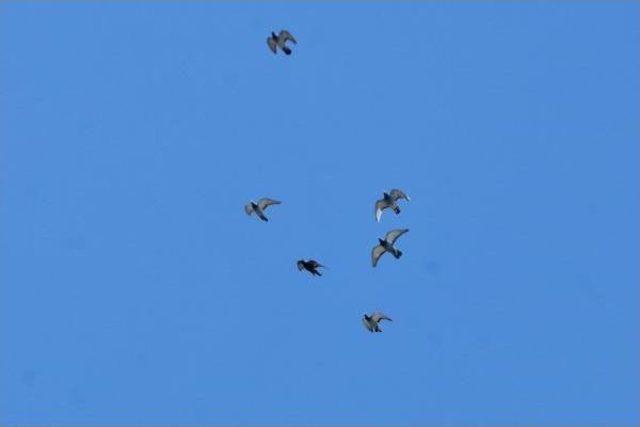 Posta G&uuml;vercinleri 7 Saatte Konya dan Eskişehir e Geldi 2